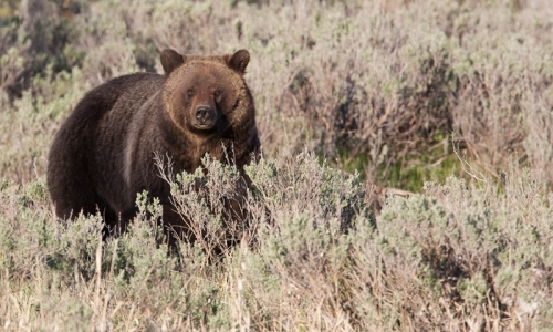 Bear Grizzly Wildlife