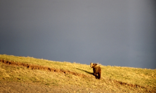 Grizzly Bear Wildlife
