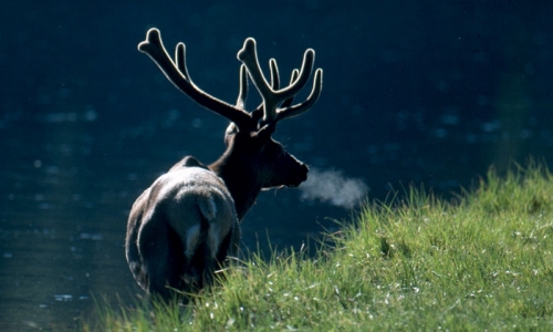 Yellowstone Elk Hunting