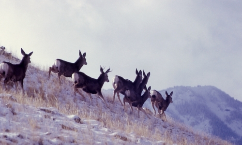 Yellowstone Mule Deer Hunting