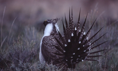 Wyoming And Montana Hunting