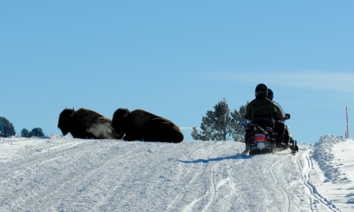 Yellowstone Snowmobile Tours