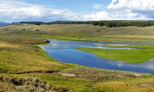 A brilliant green Hayden Valley