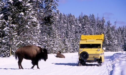 Yellowstone Snowcoach Tour
