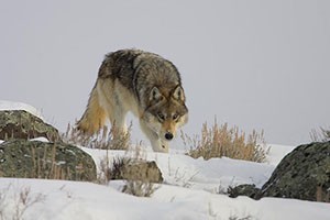 Wild Side Wildlife Tours in Yellowstone Park