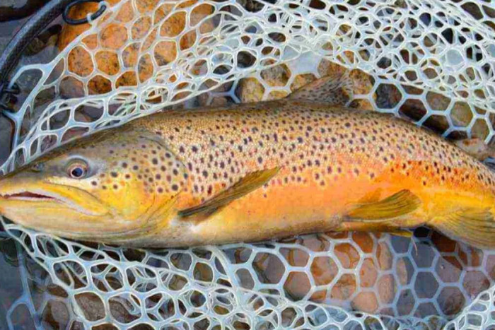 Fish The Fly — Jackson, WY