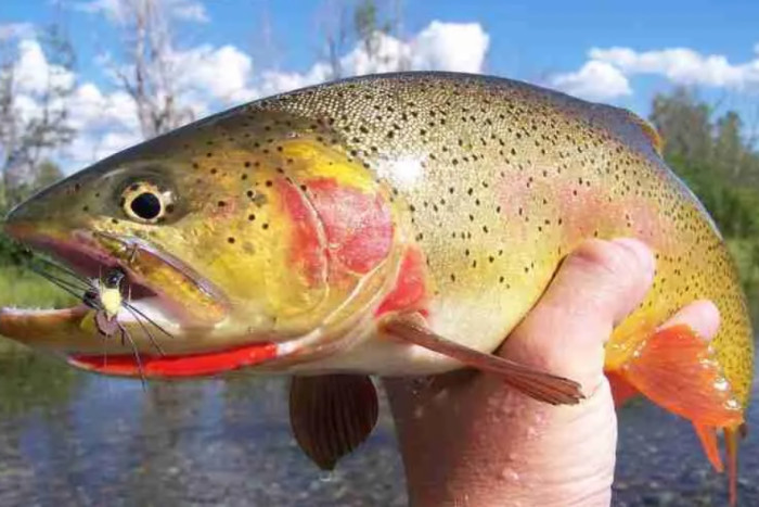 Fish The Fly — , 