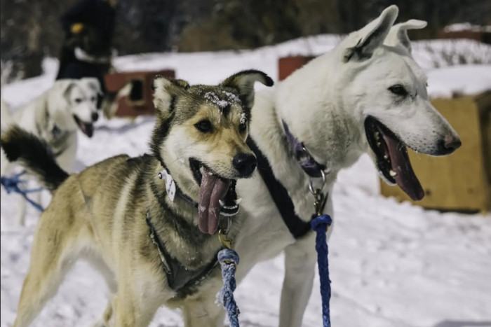 Continental Divide Dog Sled Adventures — , 