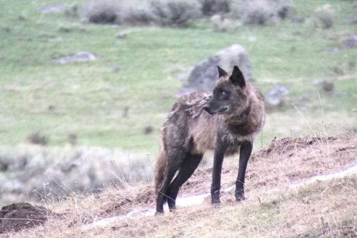 Yellowstone Wolf Tracker — Gardiner, MT