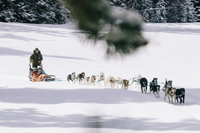 Continental Divide Dog Sled Adventures — Dubois, WY