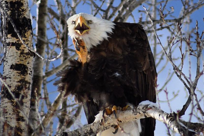 Wyoming Guide Company — , 