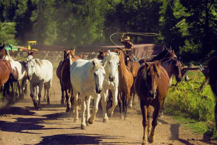 Spotted Horse Ranch — Jackson, WY