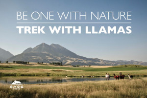 Montana Llama Guides | Guided Llama 1/2 Day Treks