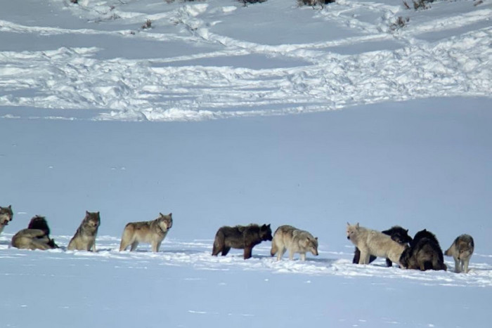 Yellowstone Wolf Tracker — Gardiner, MT