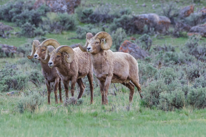 Yellowstone Wolf Tracker — Gardiner, MT