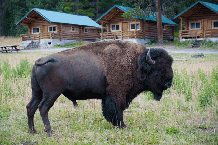 Pine Edge Cabins — , 
