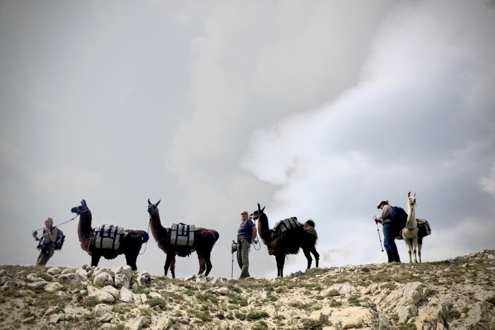 Montana Llama Guides — , 