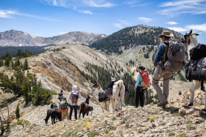 Montana Llama Guides — , 