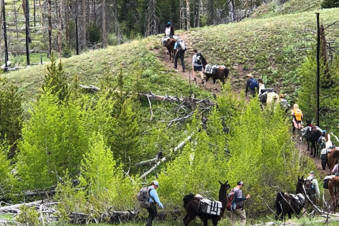 Montana Llama Guides — , 