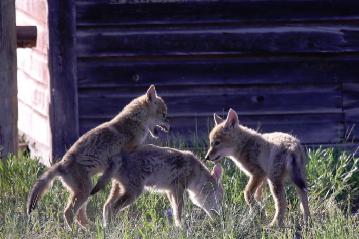 Teton Wilderness Tours LLC — , 