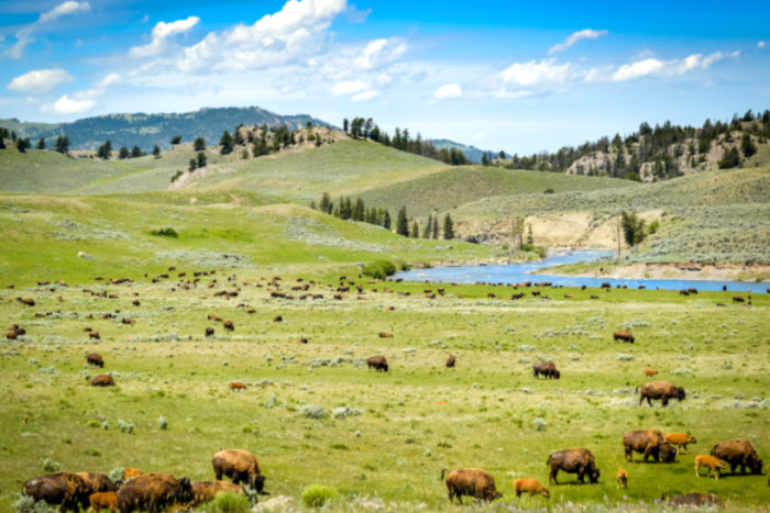 Teton Wilderness Tours LLC — , 