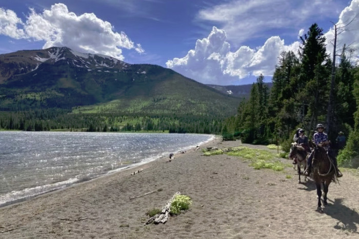 Yellowstone Horse and Mule — , 