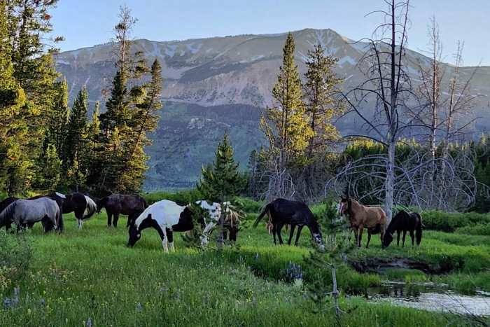 Yellowstone Horse and Mule — Absarokee, MT