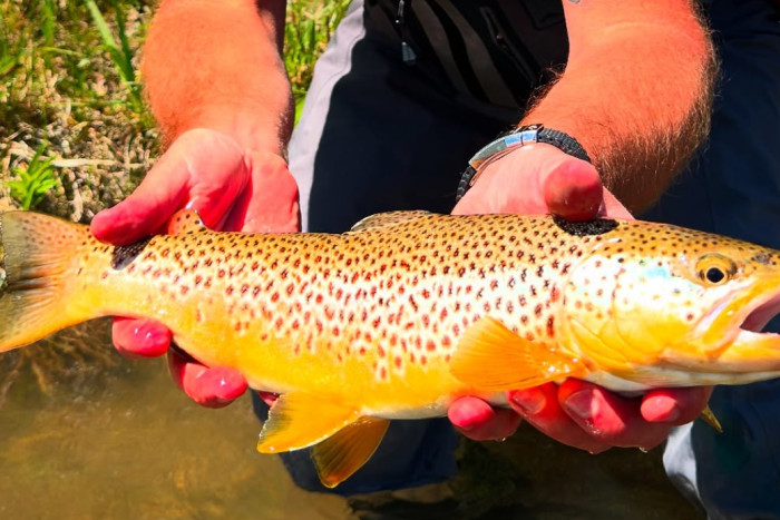 GYFO - Greater Yellowstone Fly Fishers — Bozeman, MT