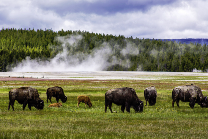 Great Western Expeditions — , 