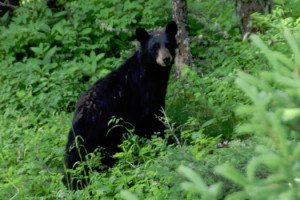 YNP Full or Half-Day Hikes | Best Wildlife Trails