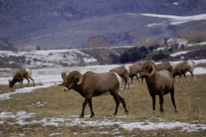 Yellowstone Hiking Guides | guided winter tours