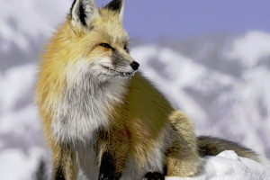 Bozeman Tourbase | Winter Wildlife Safari