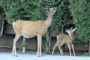 Yellowstone Village Inn | near Mammoth