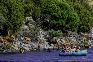 Scenic River Floats Showcase Wildlife & Scenery