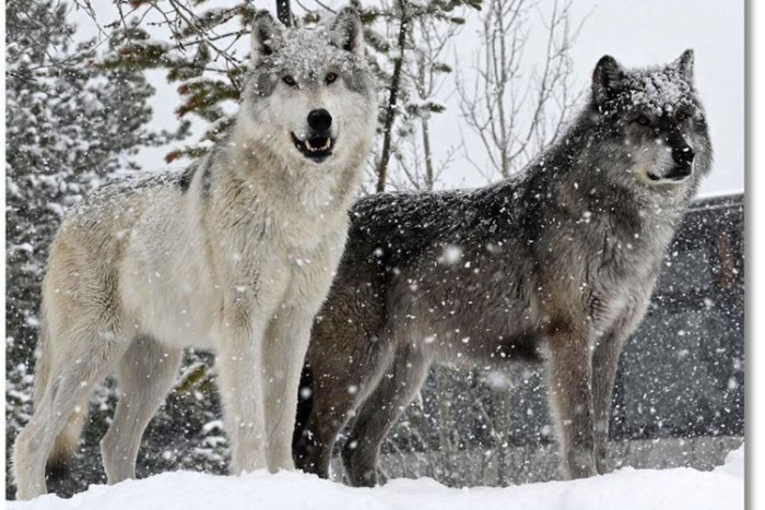 Grizzly And Wolf Discovery Center — , 