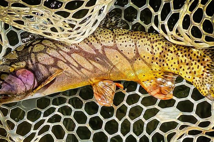Sweetwater Fly Shop — Livingston, MT
