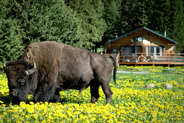 Pine Edge Cabins — Silver Gate, MT