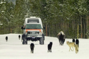 SeeYellowstone Winter Snowcoach Tours
