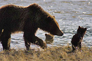 Private Yellowstone Guided Tours in Lamar Valley