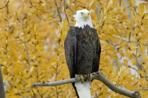 Fully-Immersive Guided Yellowstone Wildlife Tours