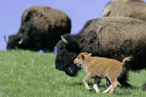 Fully-Immersive Guided Yellowstone Wildlife Tours