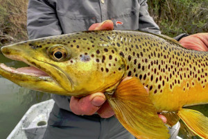 Plan Your Trip with Montana Fly Fishing Guides