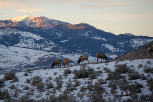 Yellowstone Hiking Guides - winter park tours