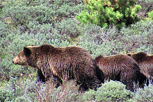 Yellowstone Hiking Guides | options to Lamar