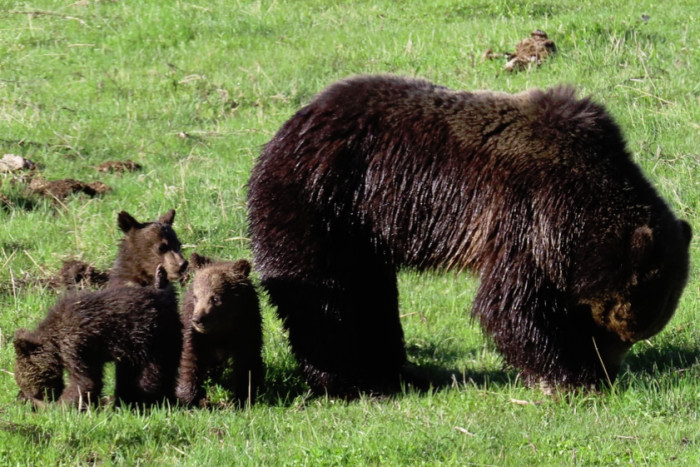 Yellowstone Hiking Guides — West Yellowstone, MT
