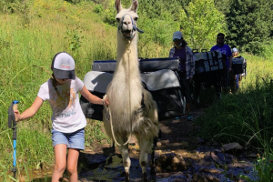 Montana Llama Guides | Man's Best Hiking Companion