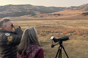 Yellowstone WolfTracker