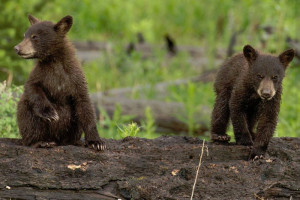 Yellowstone Wolf Tracker - Lamar Valley treks