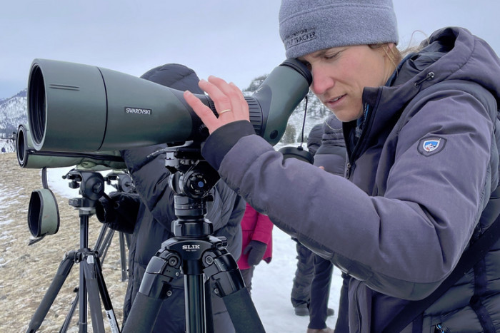 Yellowstone Wolf Tracker — Gardiner, MT