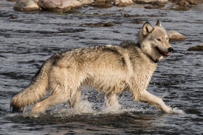 Yellowstone Wolf Tracker — Gardiner, MT